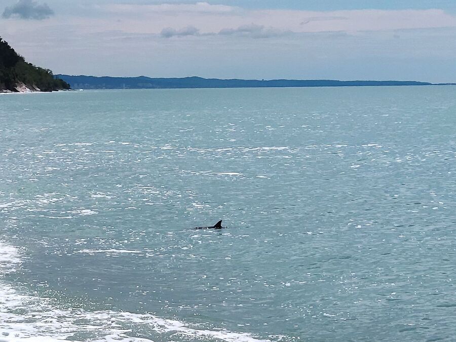 Дельфины у берега.