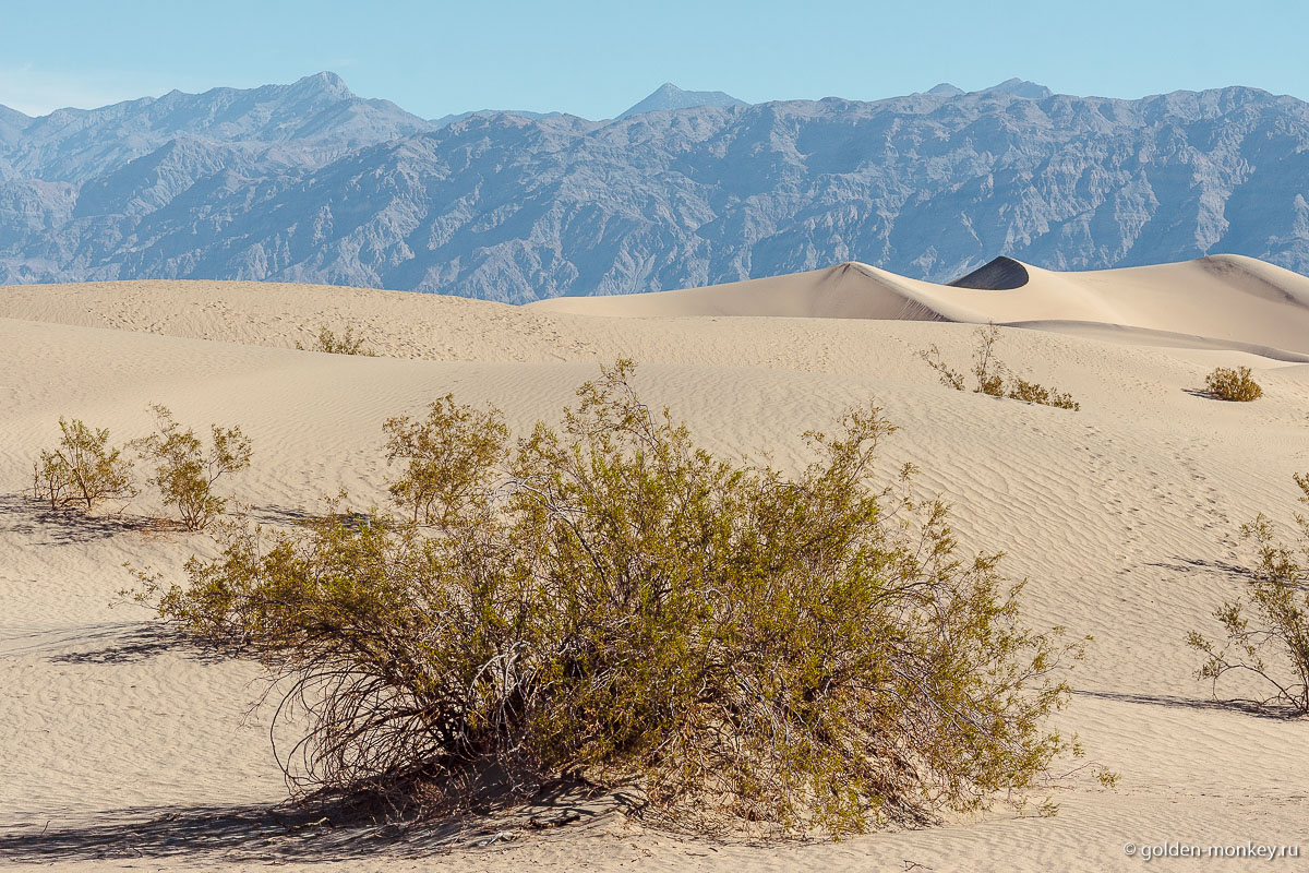 Скудная растительность в пустыне Долины Смерти