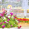 Недаром Далат называют городом вечной весны и цвет