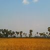 Типичные сельский пейзажи Камбоджи