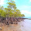 На одном из пляжей были обнаружены мангровые зарос