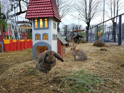 Кролики развлекают проходящих прохожих. Надпись на