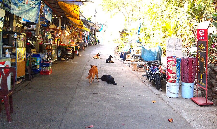 В Таиланде много собак... ОЧЕНЬ много собак... Они