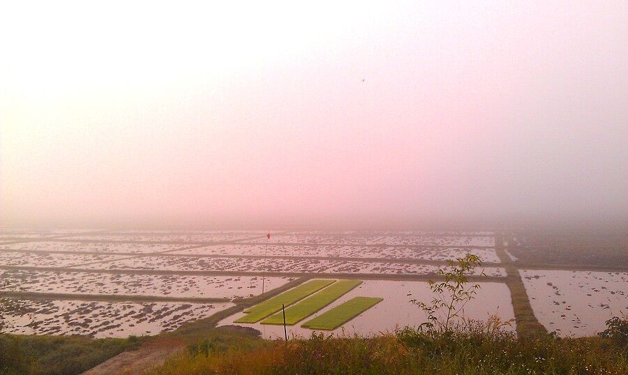 Рисовые поля, окутанные туманом
