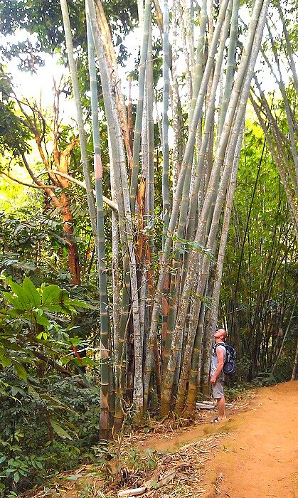 Огромные-преогромные бамбуки