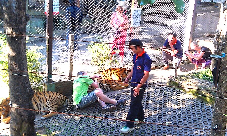 Туристов заводят в загородки с тиграми и охраняют,