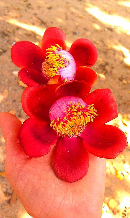 Такие чудесные и необычные цветы цветут на оргоооо