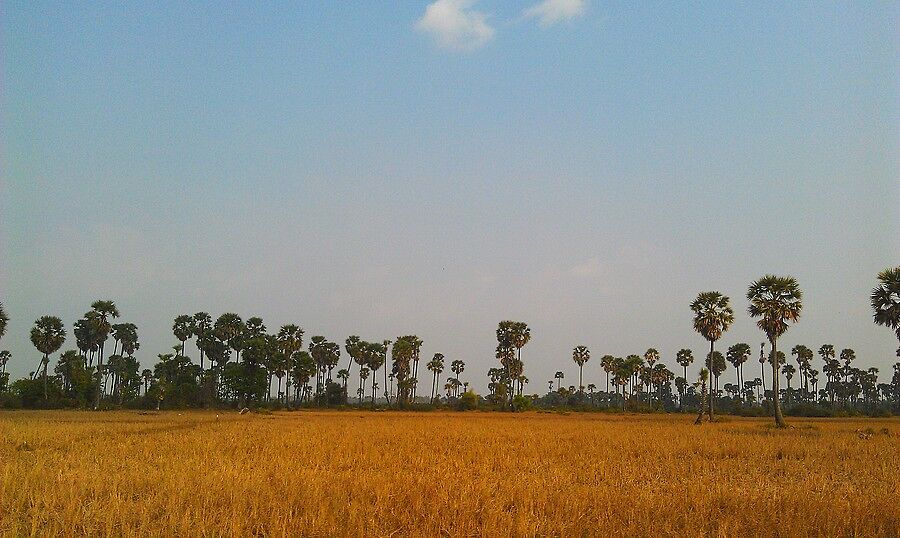 Типичные сельский пейзажи Камбоджи