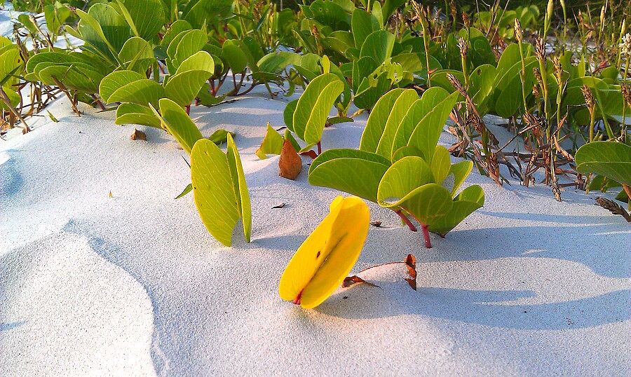 Зеленые растения, пробивающиеся через белый песок,