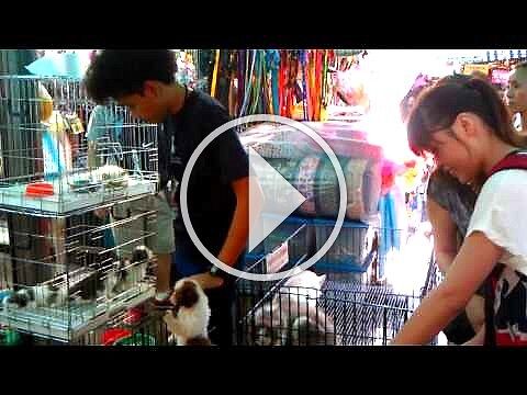 Сушка тайской собаки