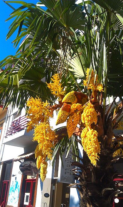 Пальмы в Батуми цветут вот так.