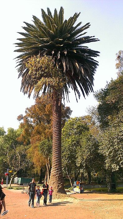 Очень изящные пальмы, которые мы называем "салютам