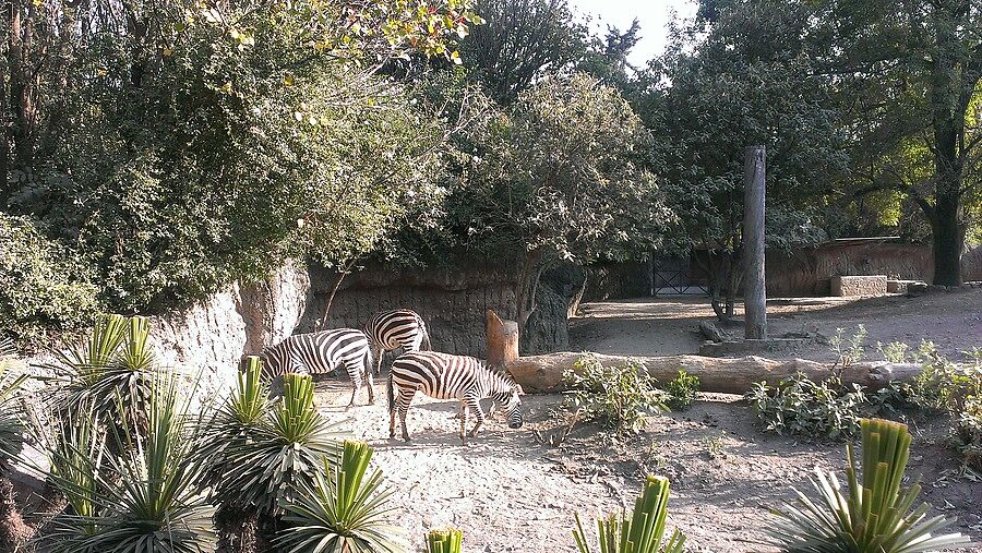 В парке есть бесплатный зоопарк.