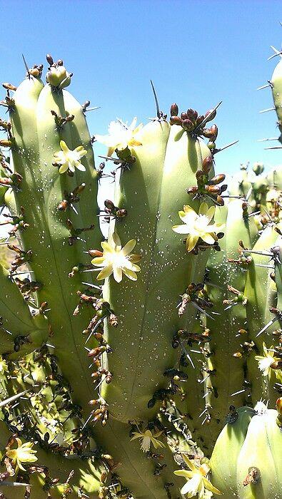 Многие кактусята цветут, весна - она и в Мексике в