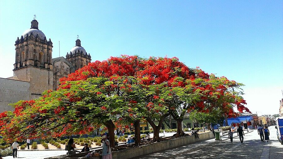 Красное дерево на площади Святого Доминго (Plaza S