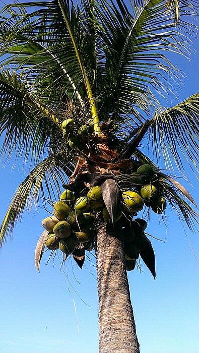 Красивые все-таки эти пальмы!