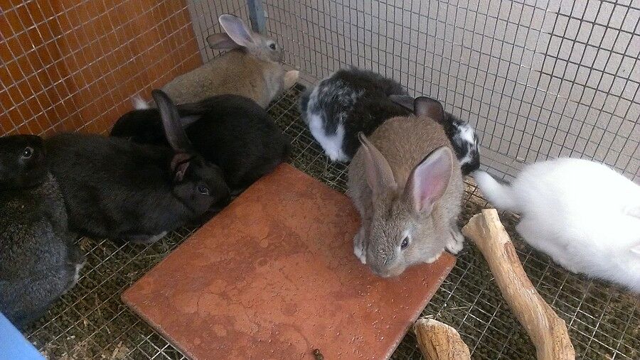 Там же, посреди дома стоят клетки с кроликами. Они