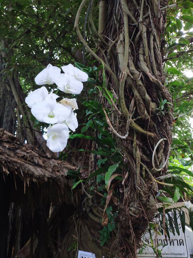 Орхидея, прицепившаяся к дереву.