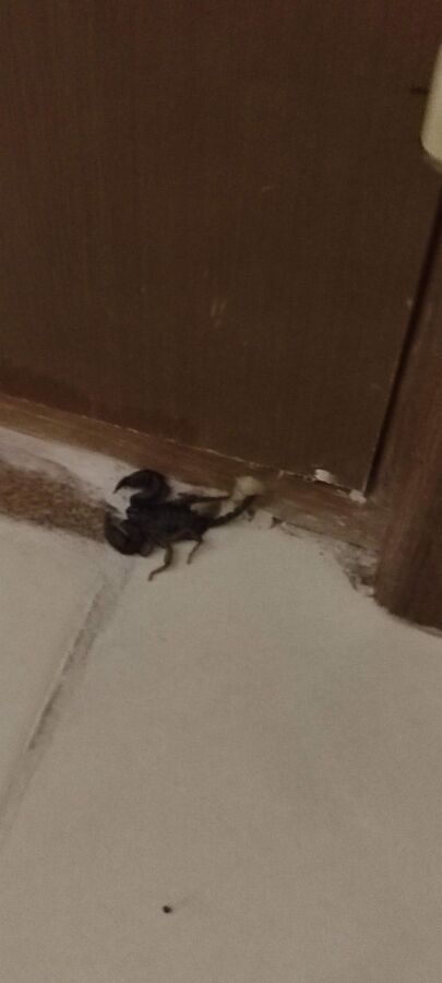 Замерзший скорпион решил погреться в номере. Пусть