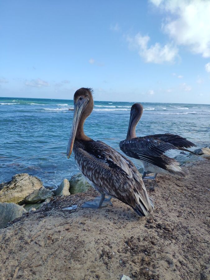 Меланхоличные пеликаны загорают на берегу.
