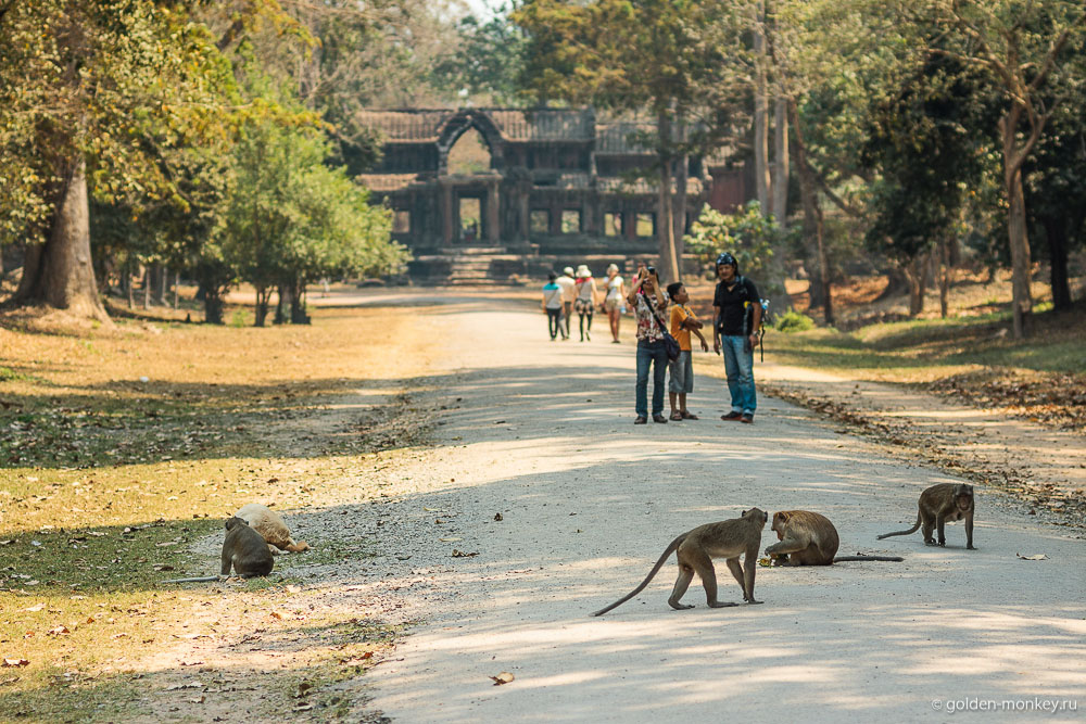 Камбоджа, обезьяны в Ангкор Вате