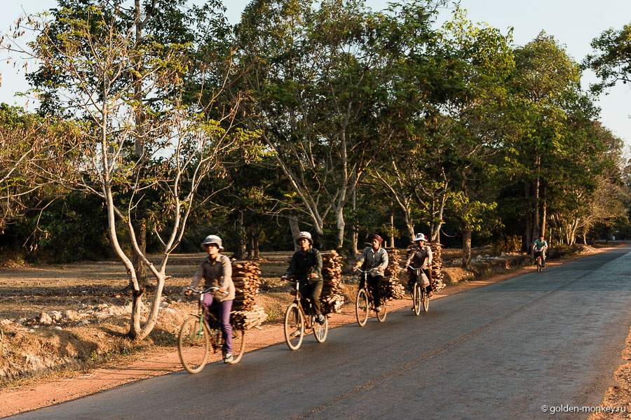 Жители деревень, везущие дрова на велосипедах, Ангкор, Камбоджа.