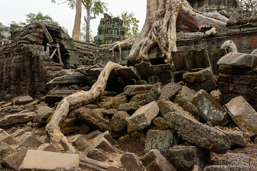 Многочисленные «лишние» деревья были вырублены, чтобы туристы могли беспрепятственно гулять по закоулкам храма. Хотя, «беспрепятственно» – это не совсем про Та Пром ))