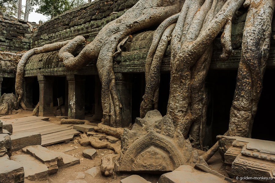 Большое хлопковое дерево из Та Прома, которое снимали в фильме с Анджелиной Джоли, Ангкор, Камбоджа.