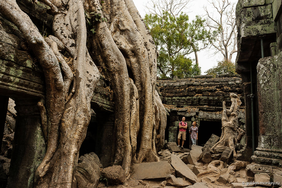 Дерево с огромными корнями, оплетающими постройку в Та Проме, Камбоджа.