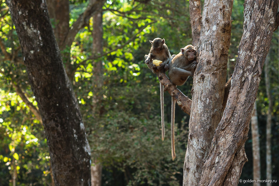 Милые и не очень обезьяны в Ангкоре.
