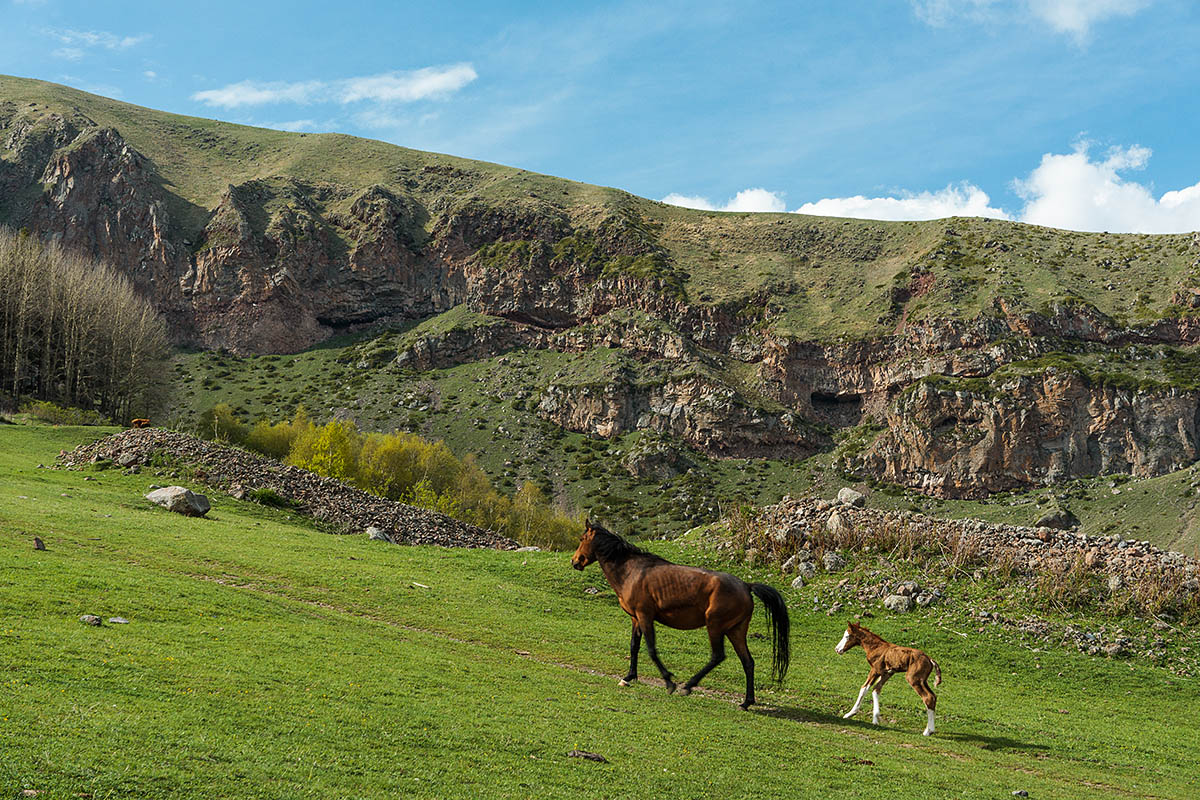 Грузия, кони в Казбеги