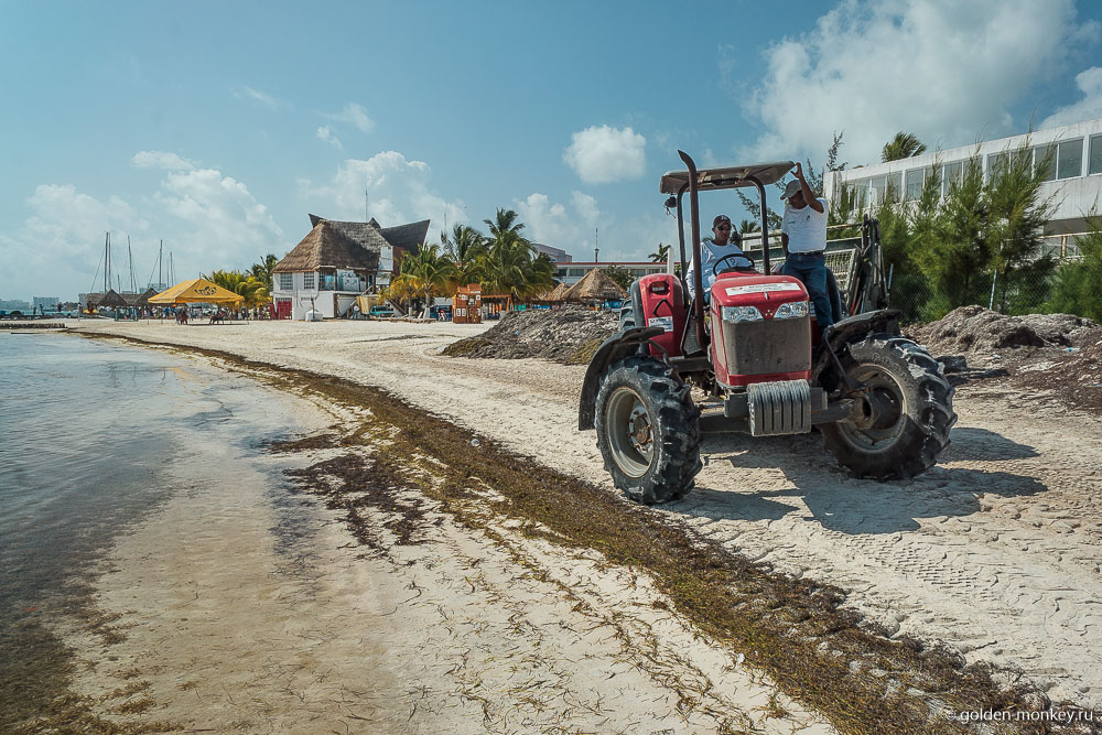 Канкун, пляж Хувентуд, трактор, собирающий водоросли 