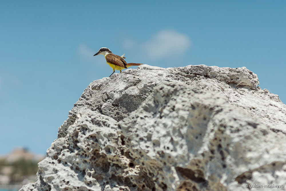 Канкун, птица на пляже Тортуга