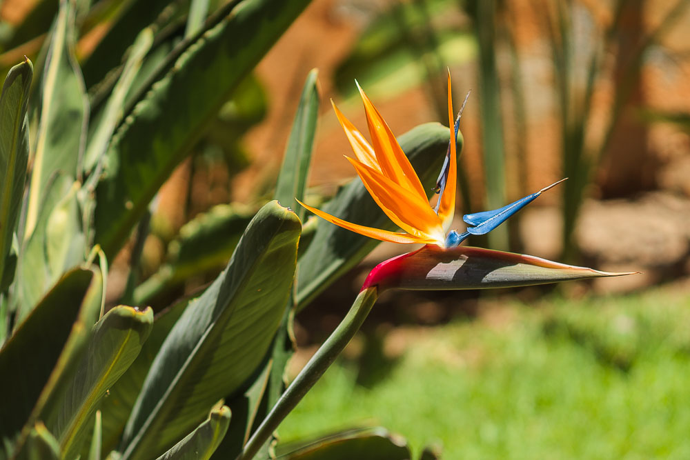Сан-Мигель-де-Альенде, цветок Райская птица