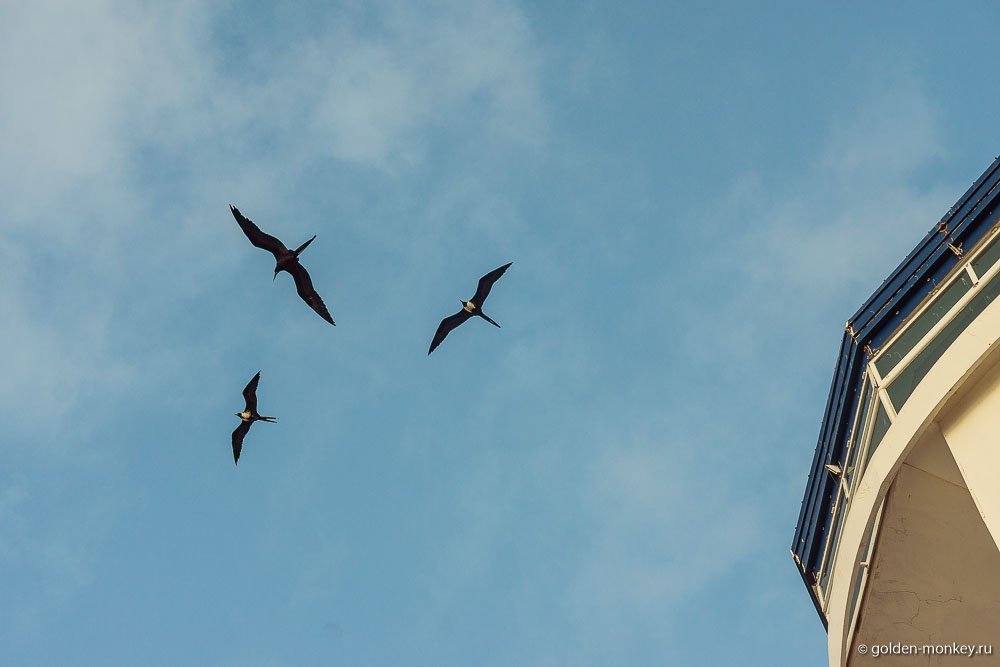 Канкун, птицы в порту Пуэрто-Хуарес