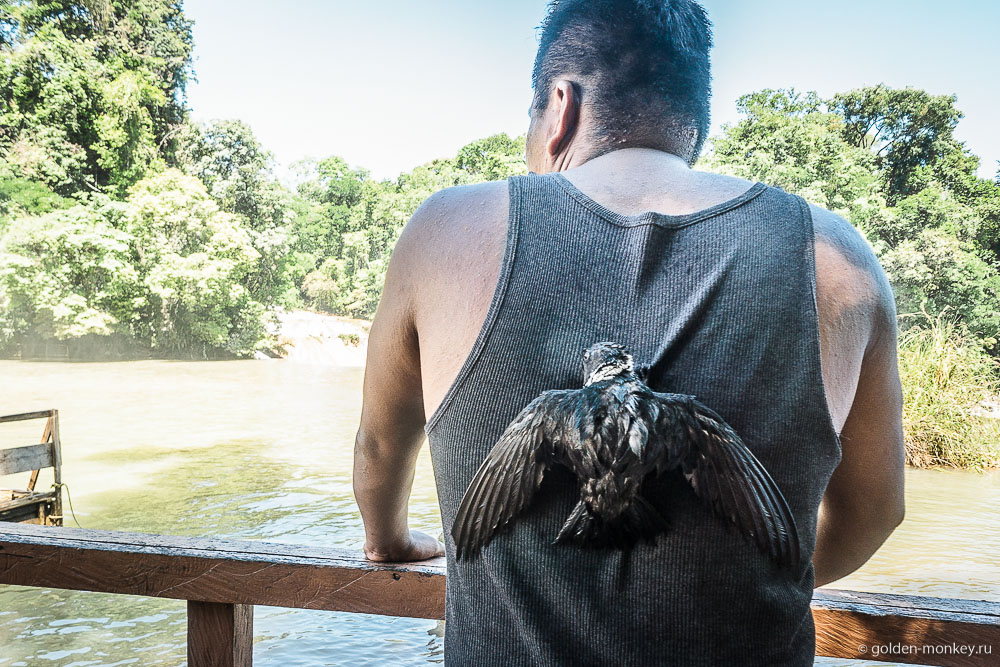 Паленке, зазывала у водопада Агуа-Асуль с птицей на спине