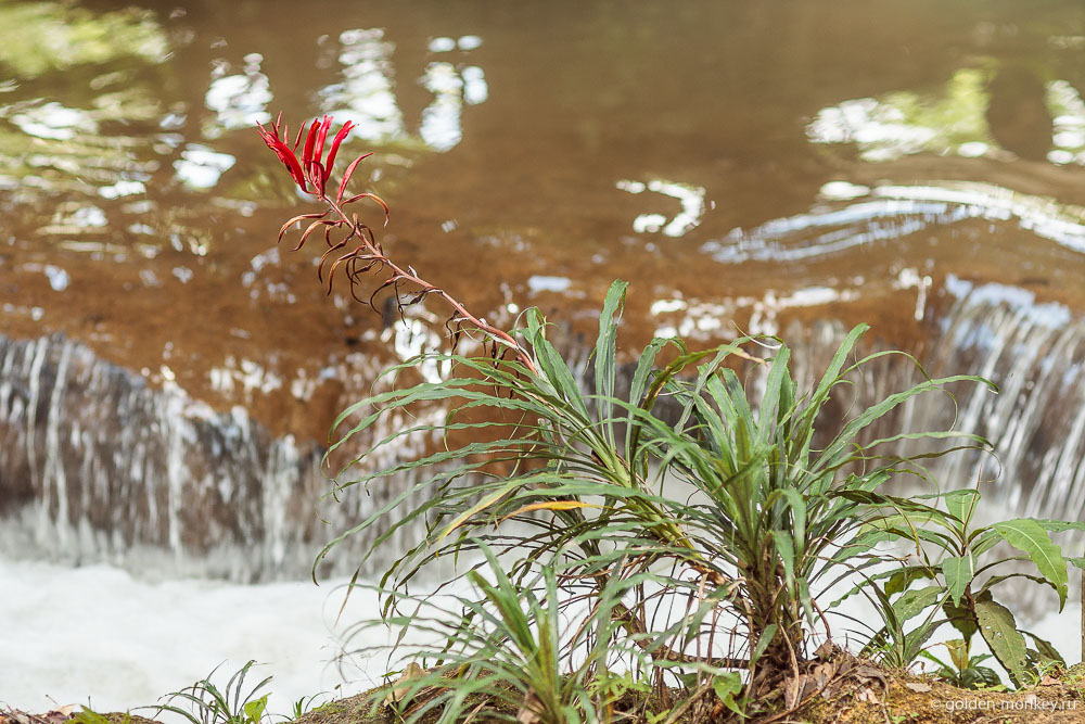 Паленке, красный цветок в парке Агуа-Асуль