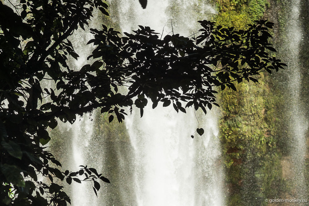 Паленке, листик-сердечко рядом с водопадом Мисоль-Ха