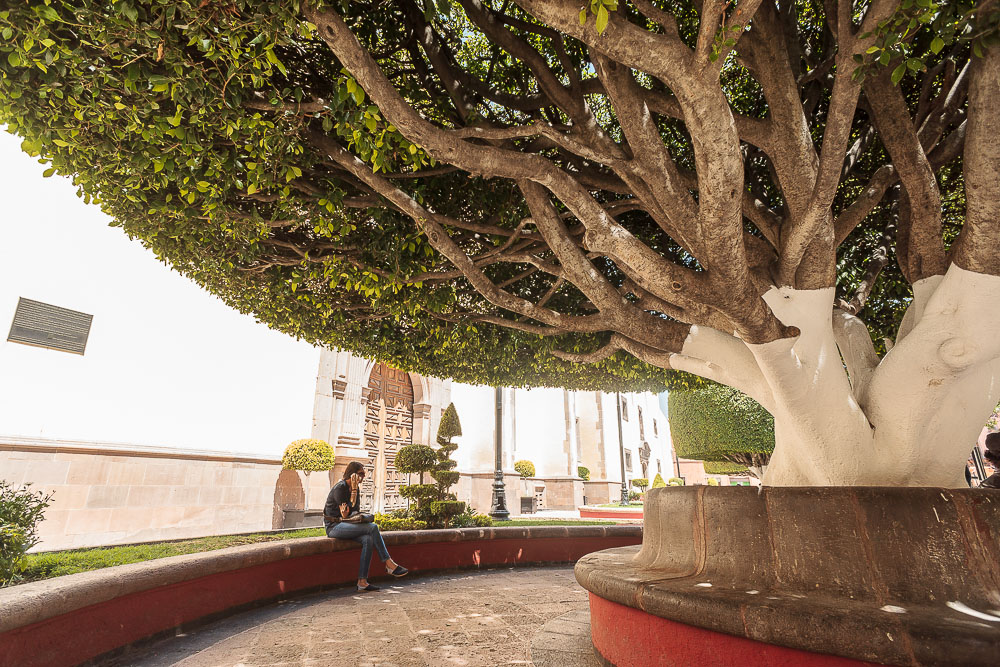 Сантьяго-де-Керетаро, подстриженное дерево-великан