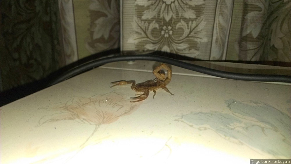 Скорпион, который шлепнулся к Андрюсиксу на стол из-под потолка.
