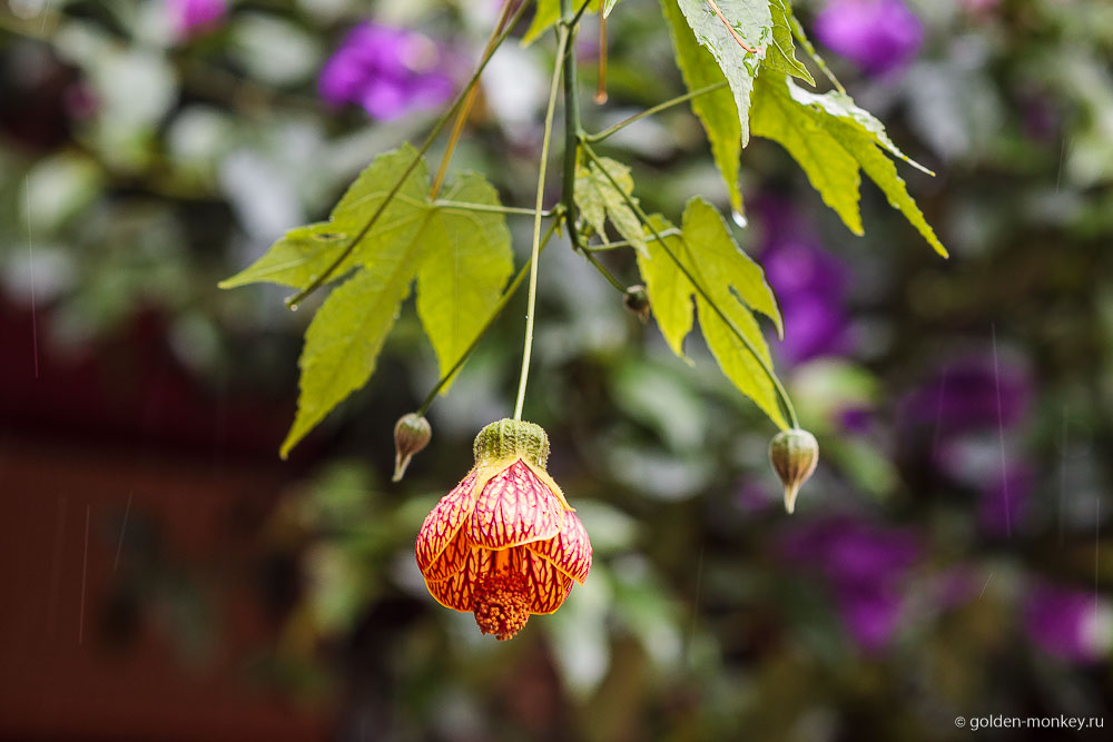 Сан-Кристобаль, цветок под дождем
