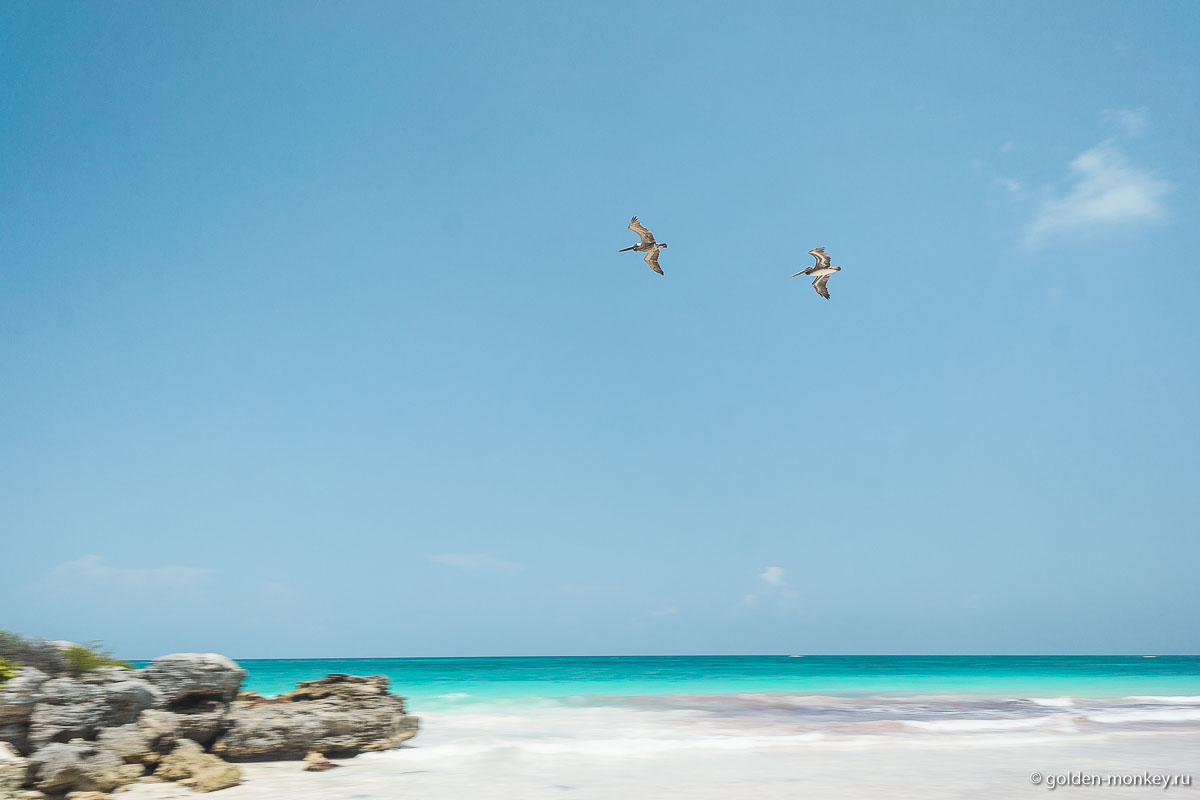 Тулум, летящие пеликаны
