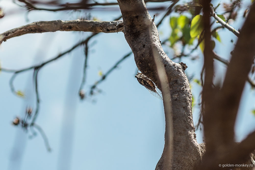 Монте-Альбан, цикада на дереве