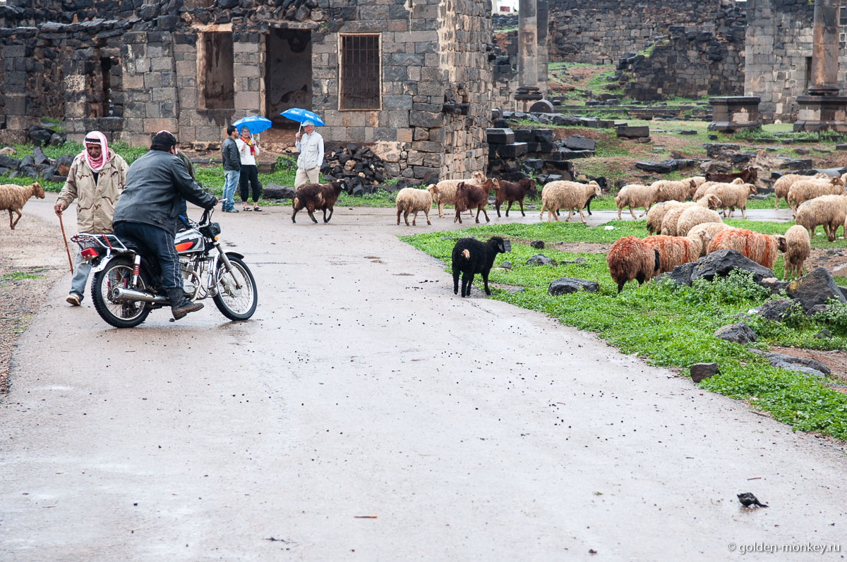 Пастухи с отарой овец в Босре