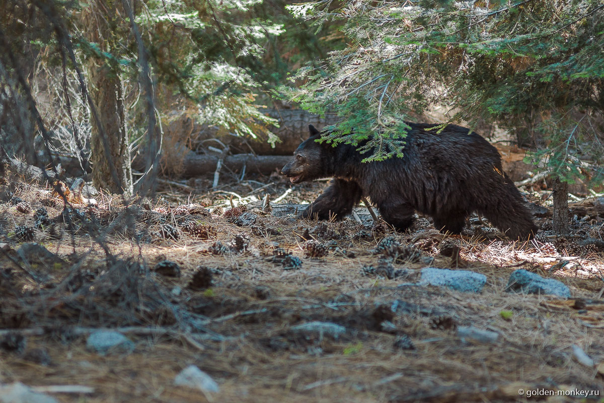 черный медведь в национальном парке Секвойя