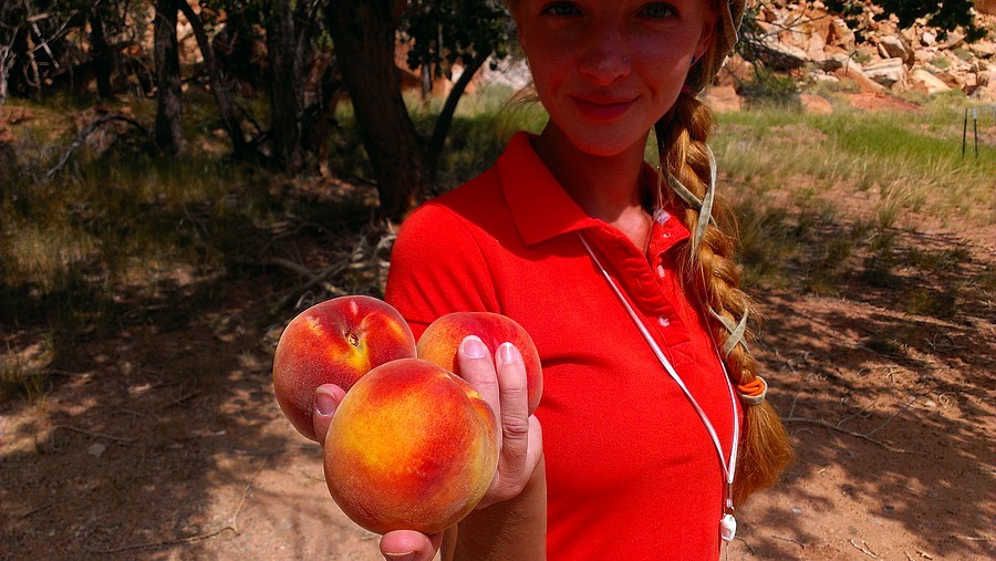 Персики из парка Капитол-Риф, США.