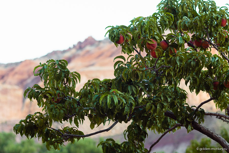 Персиковые деревья в парке Капитол-Риф, Юта, США.