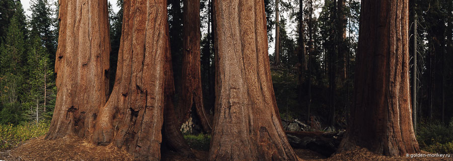 Панорама деревьев из национального парка Секвойя и Кингз-Каньон, Калифорния, США.