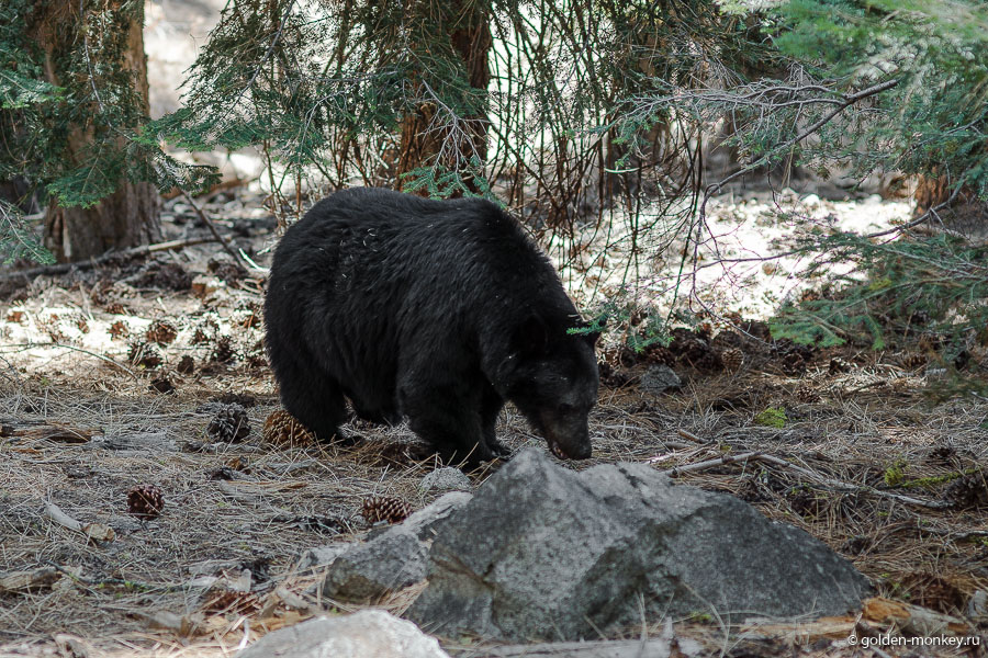 Черный медведь в парке Секвойя.