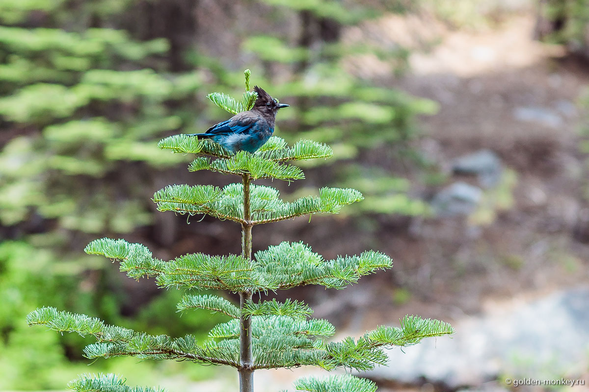 Самая симпатичная птичка парка Йосемити